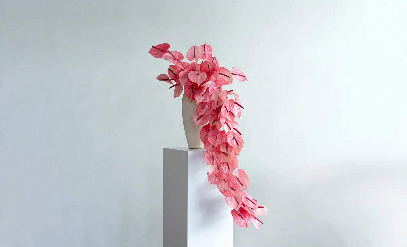 Pink Anthurium flower arrangement in a white vase on a light gray pedestal against a light gray background